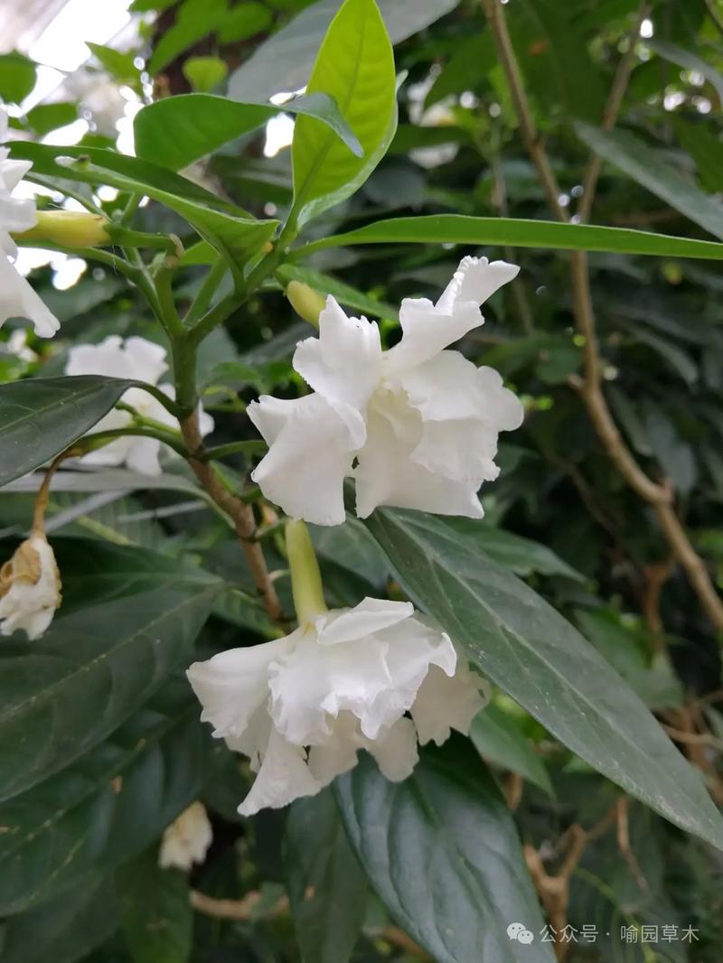 属狗的幸运花是什么花