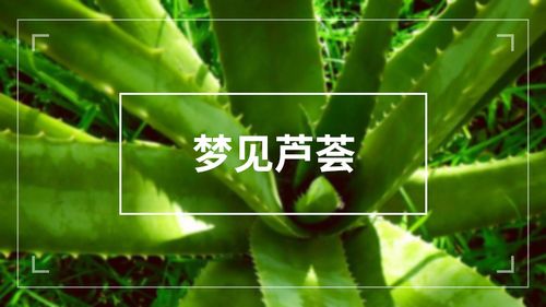 梦见芦荟