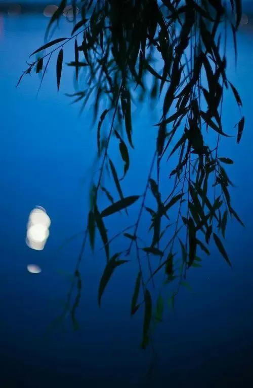 梦见杨柳被砍