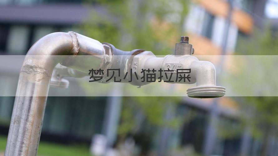 梦见小猫拉屎 梦见小猫拉屎在我身上