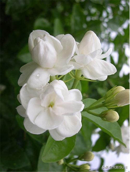 茉莉花风水