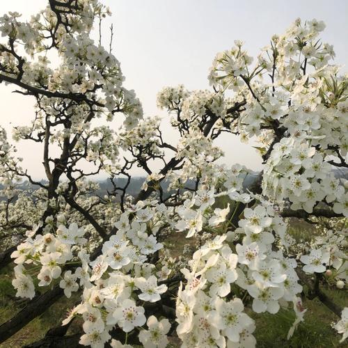 梦见满山梨花开是什么意思?