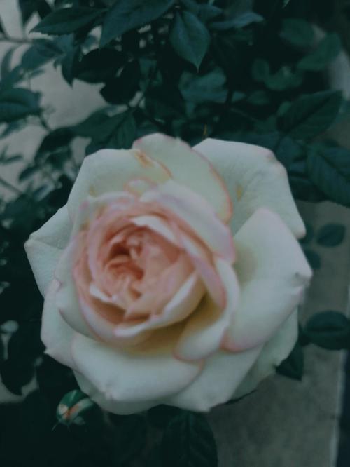 家里为什么不能养玫瑰花