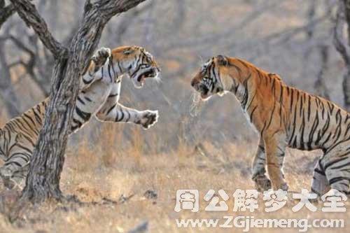 梦见与虎搏斗