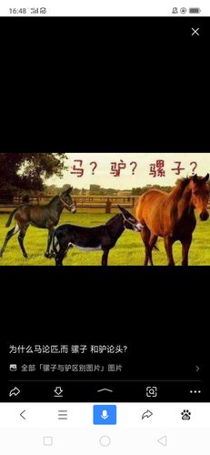 梦见黑色的驴 梦见黑色的驴犊撞我