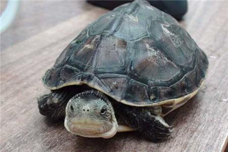 家里养动物死了的风水禁忌