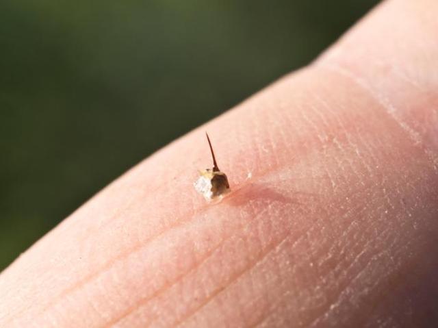 梦见打死黄蜂好吗