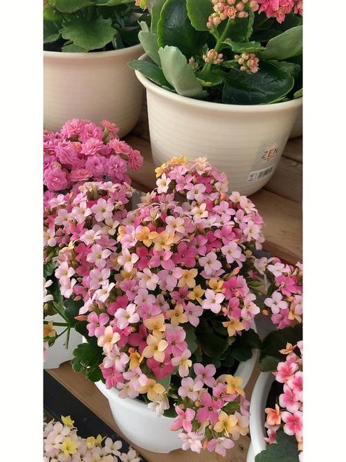 长寿花摆放禁忌有哪些