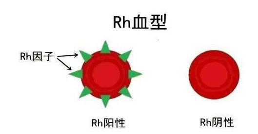 rh哪类血型最罕见