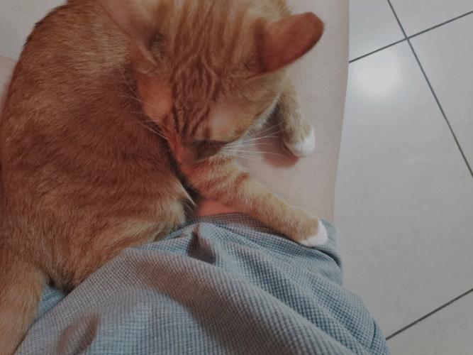 梦见猫趴在自己腿上