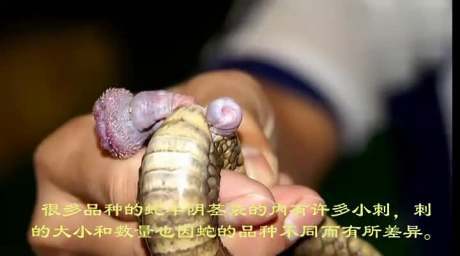 梦见很多蛇交配