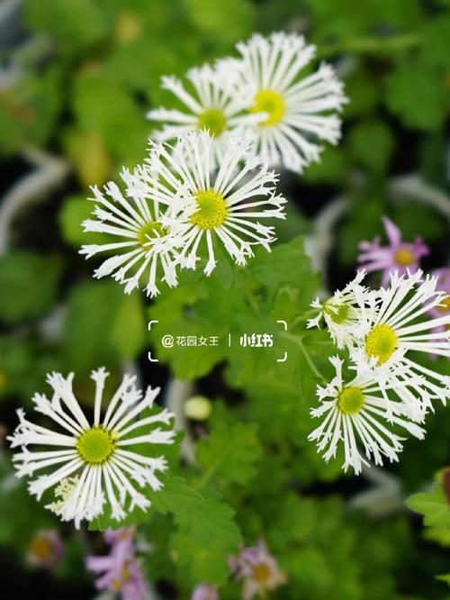 菊花招财吗 招财菊的图片