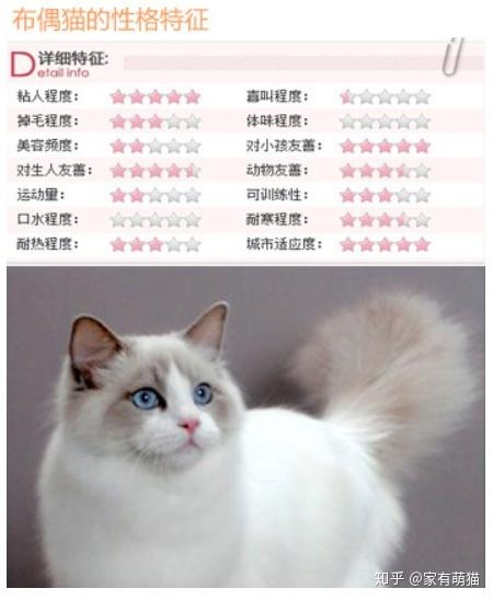 布偶猫名字含义