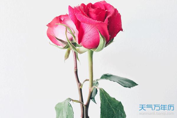 巨蟹座女生的幸运花