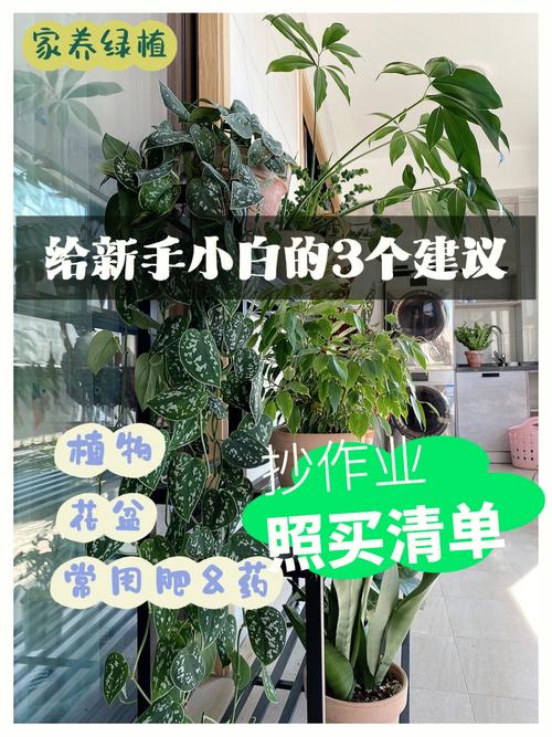 在家中养绿植,这几个地方建议避开!