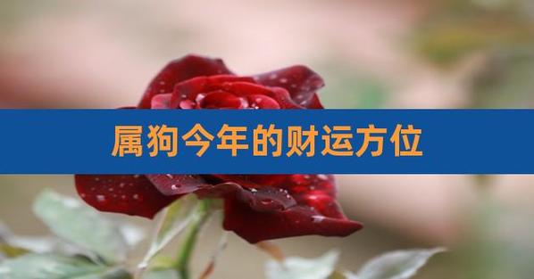 2021年属狗有偏财运吗