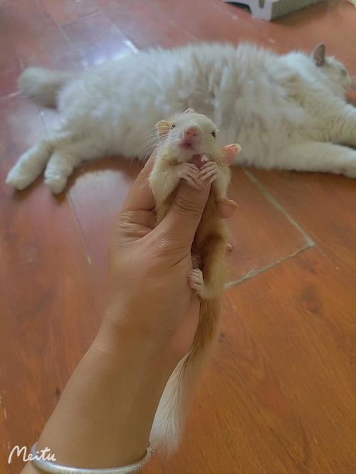 梦见松鼠和猫