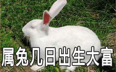 属兔会因为什么节日而心情大好
