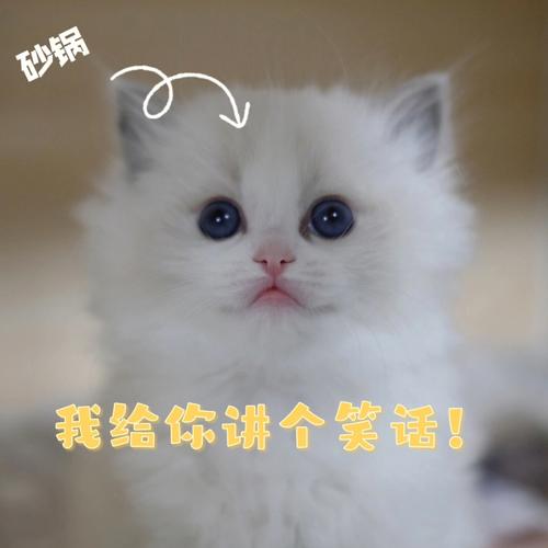 属兔讲什么笑话会让人尴尬不已