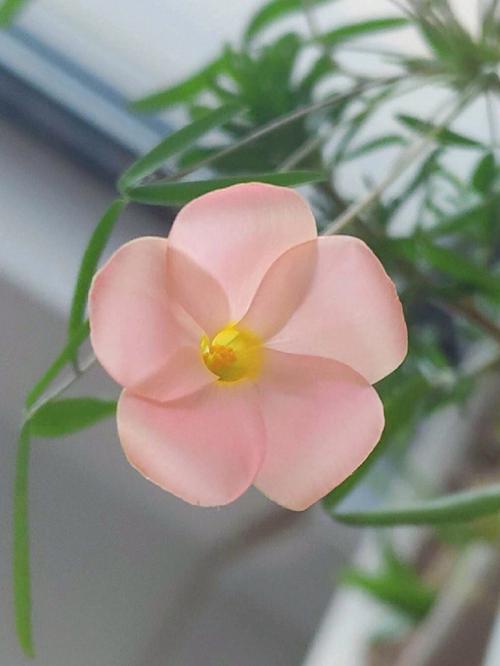 11月26日花语:粉红酢酱草,生日花语邻居