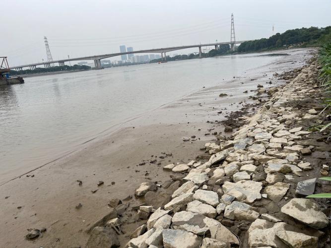 梦见大河蚌