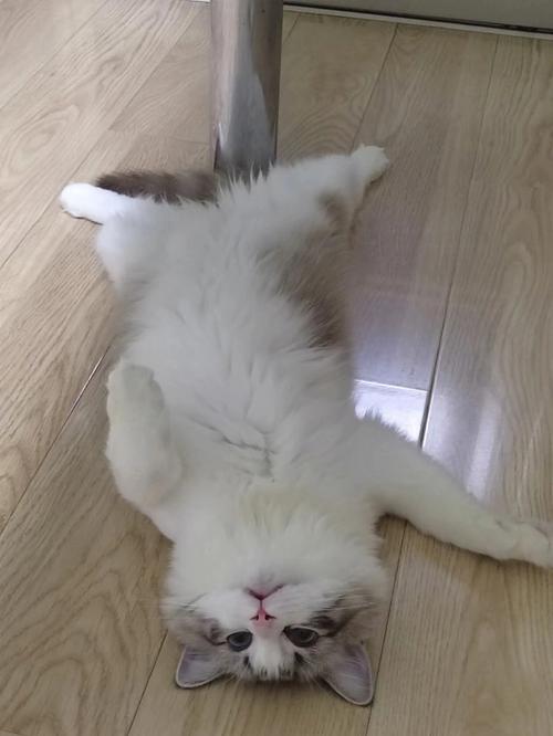 梦见扔猫