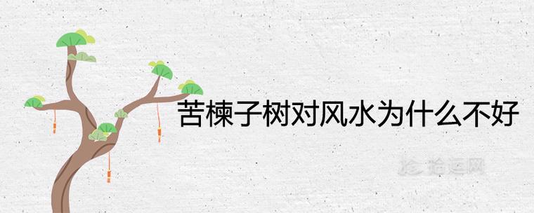 苦楝子树对风水为什么不好