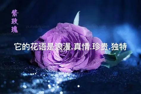 21朵紫玫瑰的花语,
