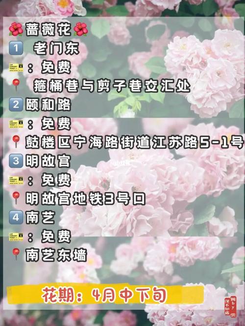 2020年4月4日清明出生女孩带清的优雅名字