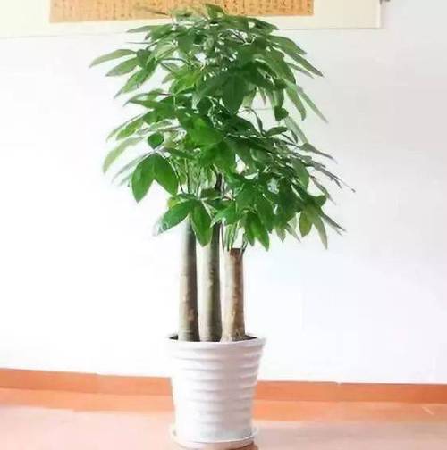 家中种养花风水禁忌