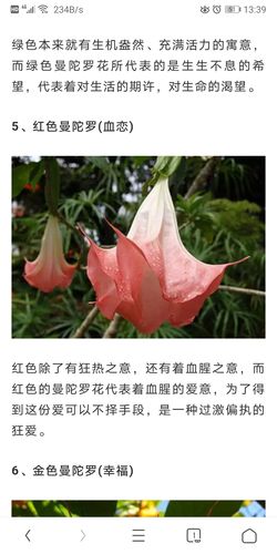 曼陀罗的花语