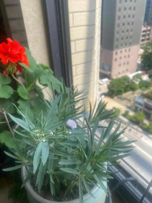 满天星什么时候开花?五月可开花