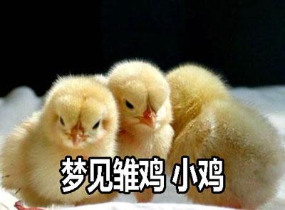 梦见雏鸡是什么意思