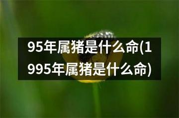 属猪得是什么命
