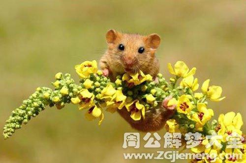 梦见花老鼠