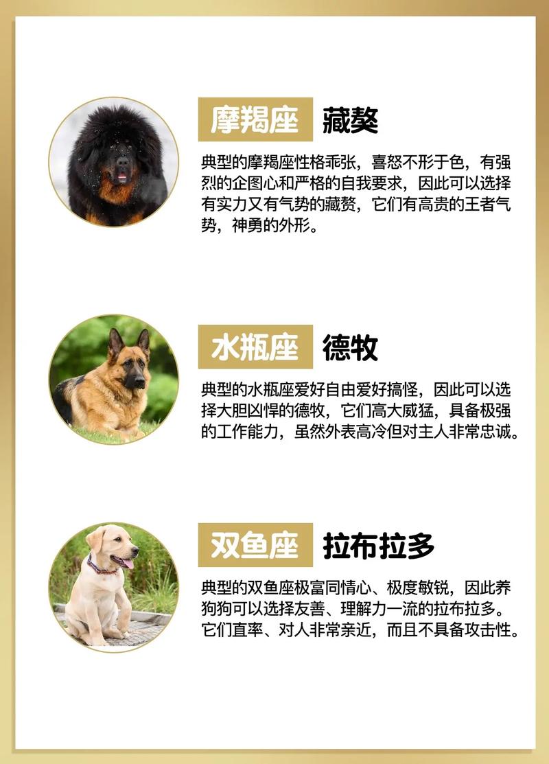 12星座适合养狗