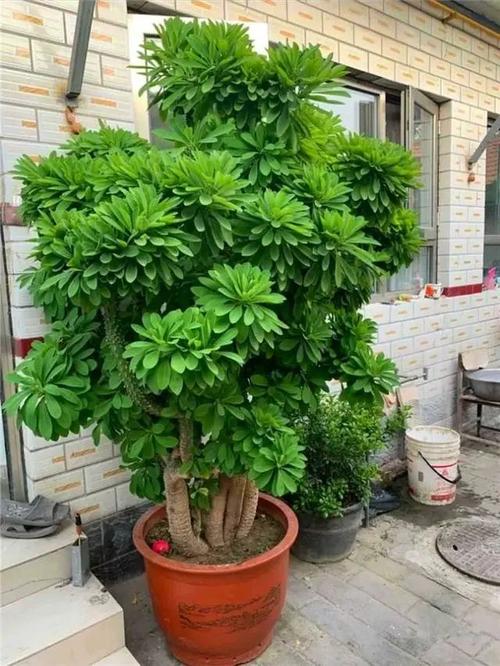 什么树是最好的镇宅树