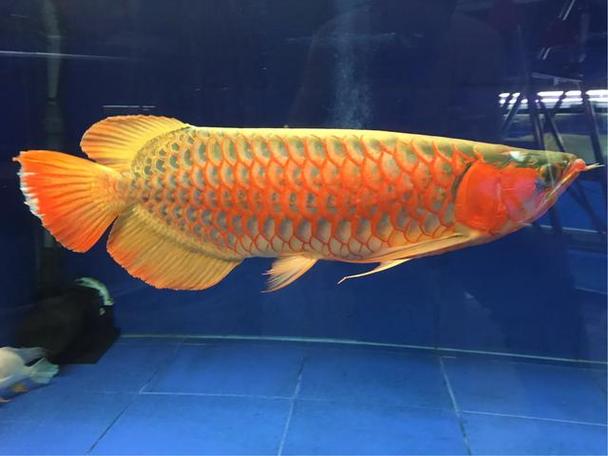 养金龙鱼的风水讲究