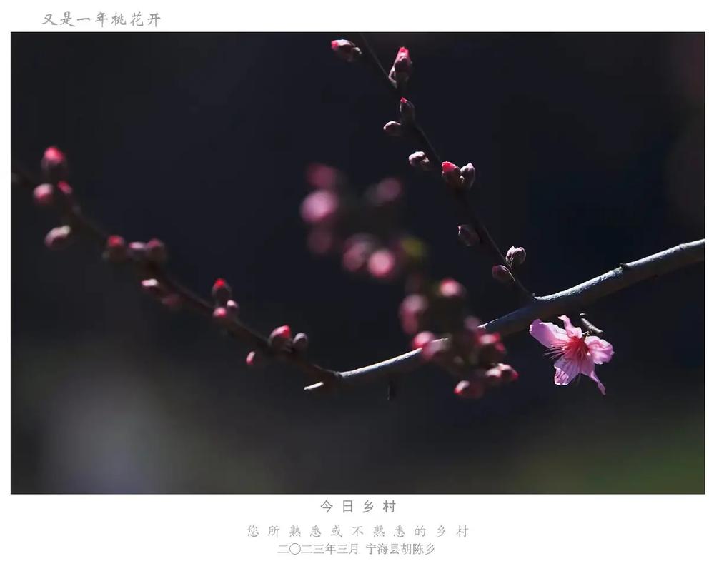 属牛人2023年有桃花吗?往往能够与他们修成正果