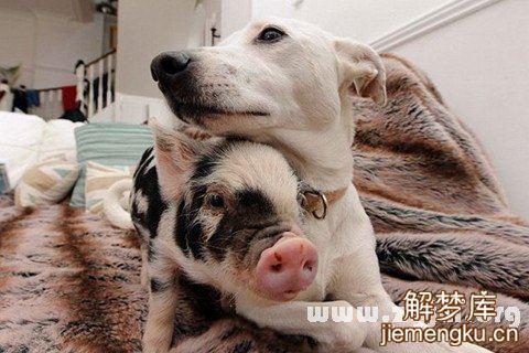 梦见动物生小动物是什么意思