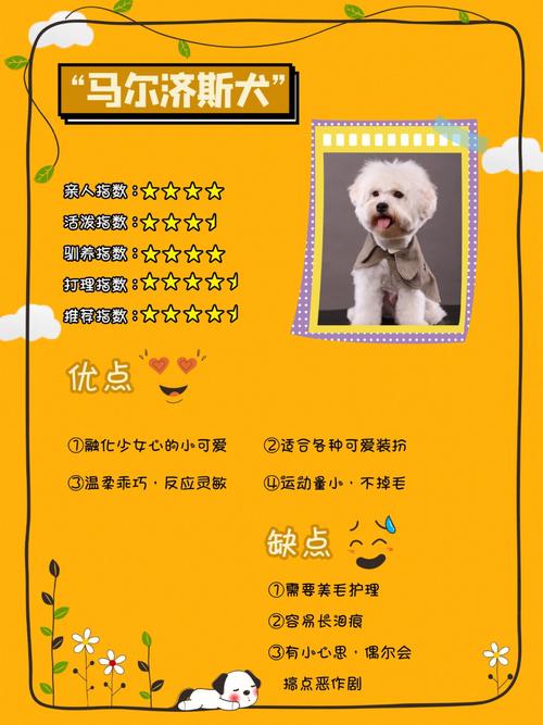 漂亮的白颜色宠物狗名字性情优良