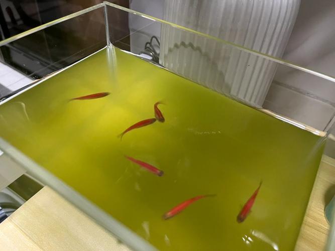 梦见鱼缸水浑浊