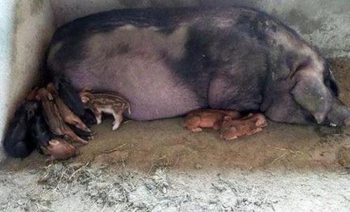 怀孕梦见野猪什么意思