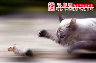 梦见很多猫追我什么意思?