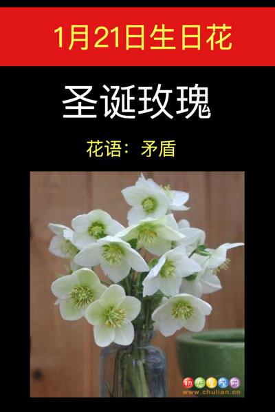 1月21日生日花语:圣诞玫瑰,1月21日是什么星座?