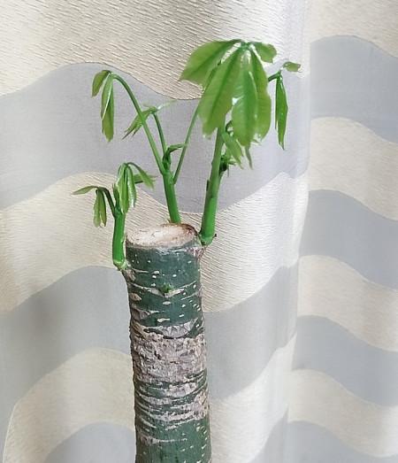 梦见树桩怎么回事
