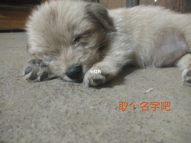 给狗狗取名字霸气点的