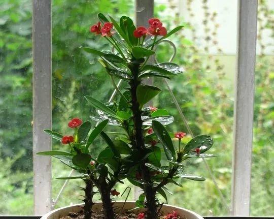 在家里养花 花的摆放风水方位