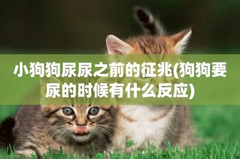 梦到狗狗尿在了身上是什么意思预示着什么