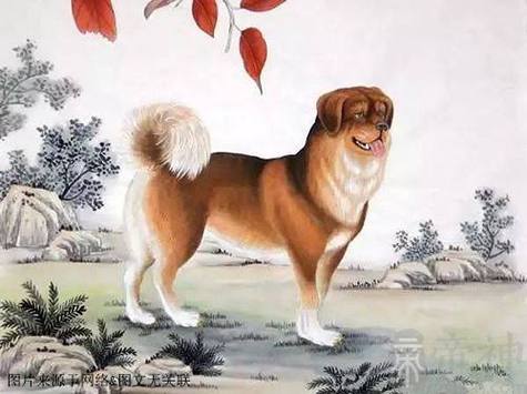 属狗男的成功是因为什么